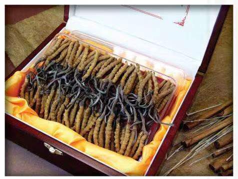 浮山冬虫夏草回收